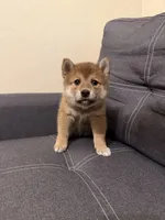 Yumi , a female Shiba Inu for sale in Gilbert, AZ – Photo 8 of 10