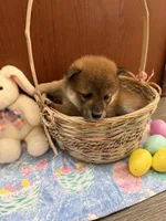 Momo, a female Shiba Inu for sale in Mesa, AZ – Photo 7 of 10