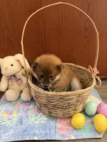 Momo, a female Shiba Inu for sale in Mesa, AZ – Photo 5 of 10