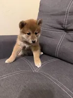 Yumi , a female Shiba Inu for sale in Gilbert, AZ – Photo 4 of 10