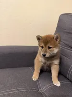 Yumi , a female Shiba Inu for sale in Gilbert, AZ – Photo 5 of 10