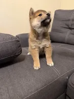 Yumi , a female Shiba Inu for sale in Gilbert, AZ – Photo 10 of 10