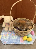 Momo, a female Shiba Inu for sale in Mesa, AZ – Photo 6 of 10