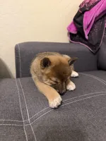 Yumi , a female Shiba Inu for sale in Gilbert, AZ – Photo 7 of 10