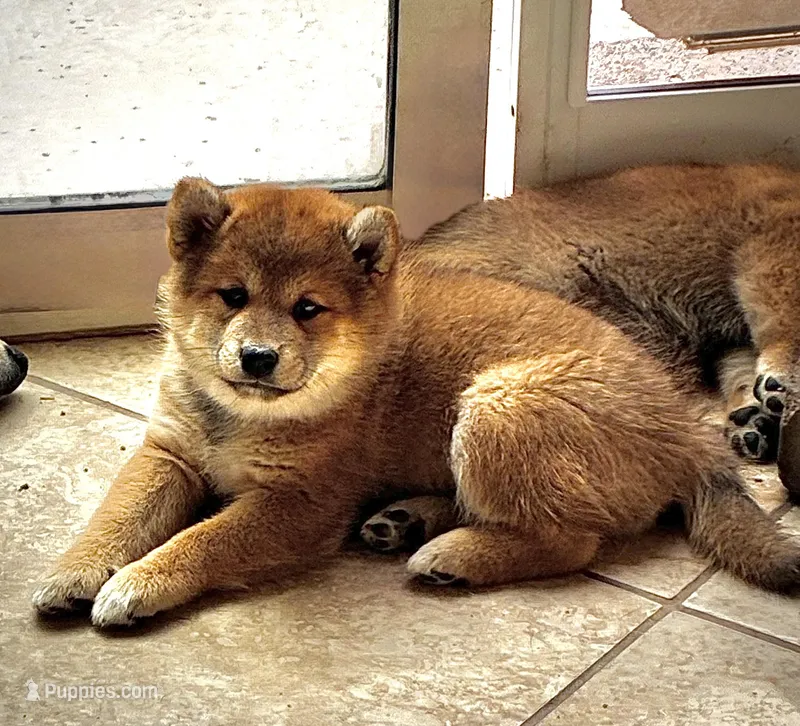 Yumi , a female Shiba Inu for sale in Gilbert, AZ – Photo 1 of 10