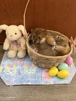 Momo, a female Shiba Inu for sale in Mesa, AZ – Photo 3 of 10