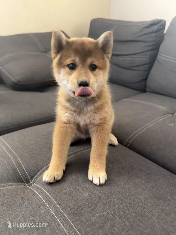 Yumi  – Shiba Inu puppy for sale in Gilbert, AZ