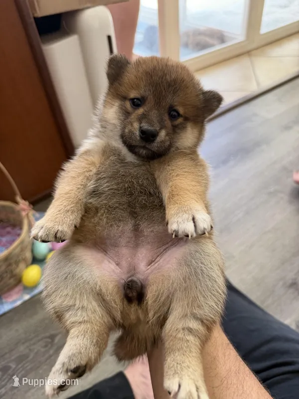 Momo – Shiba Inu puppy for sale in Mesa, AZ