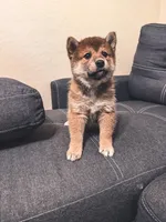 Yumi , a female Shiba Inu for sale in Gilbert, AZ – Photo 2 of 10