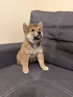 Yumi , a female Shiba Inu for sale in Gilbert, AZ – Photo 3 of 10