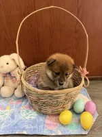 Momo, a female Shiba Inu for sale in Mesa, AZ – Photo 4 of 10