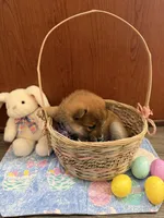 Momo, a female Shiba Inu for sale in Mesa, AZ – Photo 10 of 10