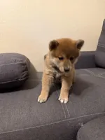 Yumi , a female Shiba Inu for sale in Gilbert, AZ – Photo 9 of 10