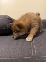 Yumi , a female Shiba Inu for sale in Gilbert, AZ – Photo 6 of 10