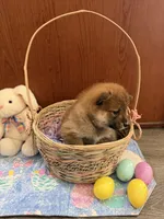 Momo, a female Shiba Inu for sale in Mesa, AZ – Photo 9 of 10