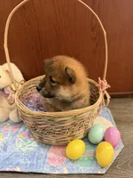 Momo, a female Shiba Inu for sale in Mesa, AZ – Photo 2 of 10