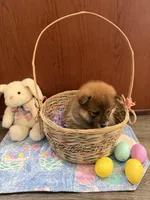 Momo, a female Shiba Inu for sale in Mesa, AZ – Photo 8 of 10