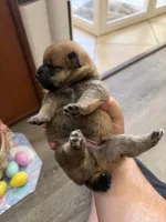 Kaito, a male Shiba Inu for sale in Mesa, AZ – Photo 2 of 8