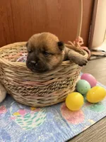 Kaito, a male Shiba Inu for sale in Mesa, AZ – Photo 6 of 8