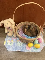 Kaito, a male Shiba Inu for sale in Mesa, AZ – Photo 8 of 8