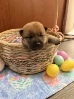 Kaito, a male Shiba Inu for sale in Mesa, AZ – Photo 4 of 8