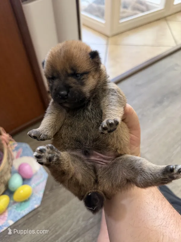 Kaito – Shiba Inu puppy for sale in Mesa, AZ