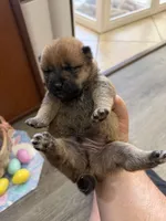 Kaito, a male Shiba Inu for sale in Mesa, AZ – Photo 1 of 8