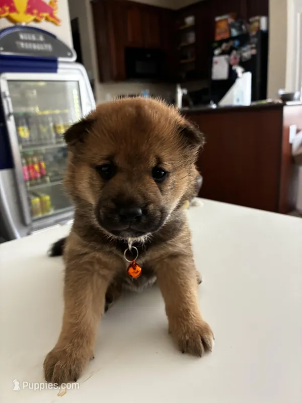Kaito – Shiba Inu puppy for sale in Gilbert, AZ