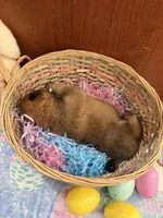 Kaito, a male Shiba Inu for sale in Mesa, AZ – Photo 7 of 8