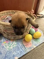 Kaito, a male Shiba Inu for sale in Mesa, AZ – Photo 3 of 8