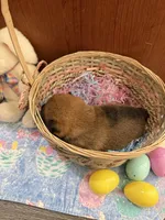 Kaito, a male Shiba Inu for sale in Mesa, AZ – Photo 5 of 8