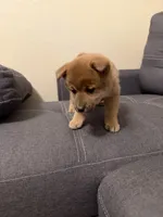 Sakura, a female Shiba Inu for sale in Gilbert, AZ – Photo 5 of 8