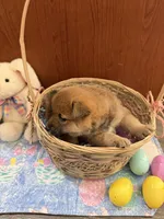 Sakura, a female Shiba Inu for sale in Mesa, AZ – Photo 6 of 7