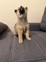 Sakura, a female Shiba Inu for sale in Gilbert, AZ – Photo 6 of 8