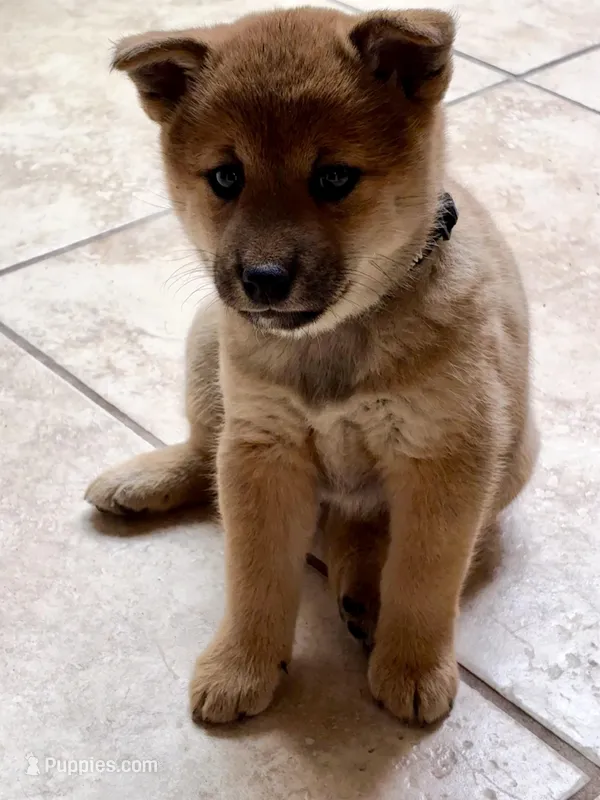 Sakura – Shiba Inu puppy for sale in Gilbert, AZ