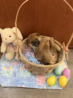 Sakura, a female Shiba Inu for sale in Mesa, AZ – Photo 5 of 7