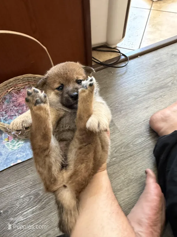 Sakura – Shiba Inu puppy for sale in Mesa, AZ