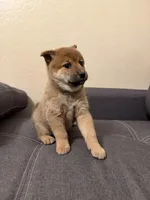 Sakura, a female Shiba Inu for sale in Gilbert, AZ – Photo 4 of 8