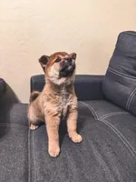 Sakura, a female Shiba Inu for sale in Gilbert, AZ – Photo 2 of 8