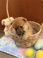 Sakura, a female Shiba Inu for sale in Mesa, AZ – Photo 3 of 7