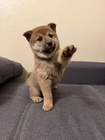 Sakura, a female Shiba Inu for sale in Gilbert, AZ – Photo 3 of 8