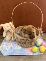 Sakura, a female Shiba Inu for sale in Mesa, AZ – Photo 7 of 7