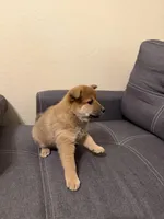 Sakura, a female Shiba Inu for sale in Gilbert, AZ – Photo 8 of 8