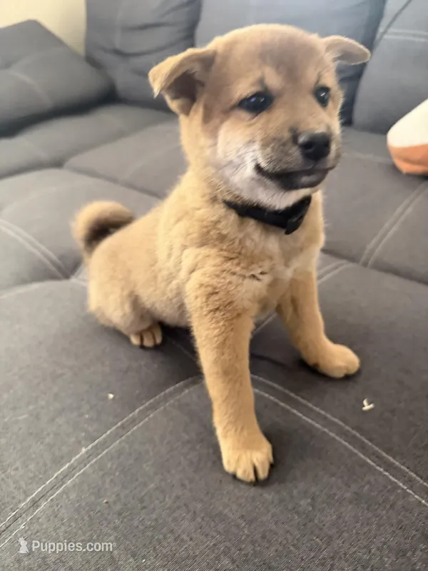 Sakura – Shiba Inu puppy for sale in Gilbert, AZ