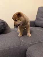 Sakura, a female Shiba Inu for sale in Gilbert, AZ – Photo 7 of 8