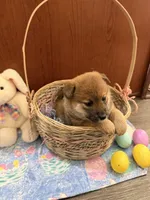 Sakura, a female Shiba Inu for sale in Mesa, AZ – Photo 4 of 7