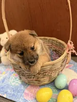 Sakura, a female Shiba Inu for sale in Mesa, AZ – Photo 2 of 7