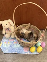 Hana, a female Shiba Inu for sale in Mesa, AZ – Photo 9 of 9