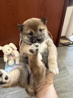 Hana, a female Shiba Inu for sale in Mesa, AZ – Photo 2 of 9