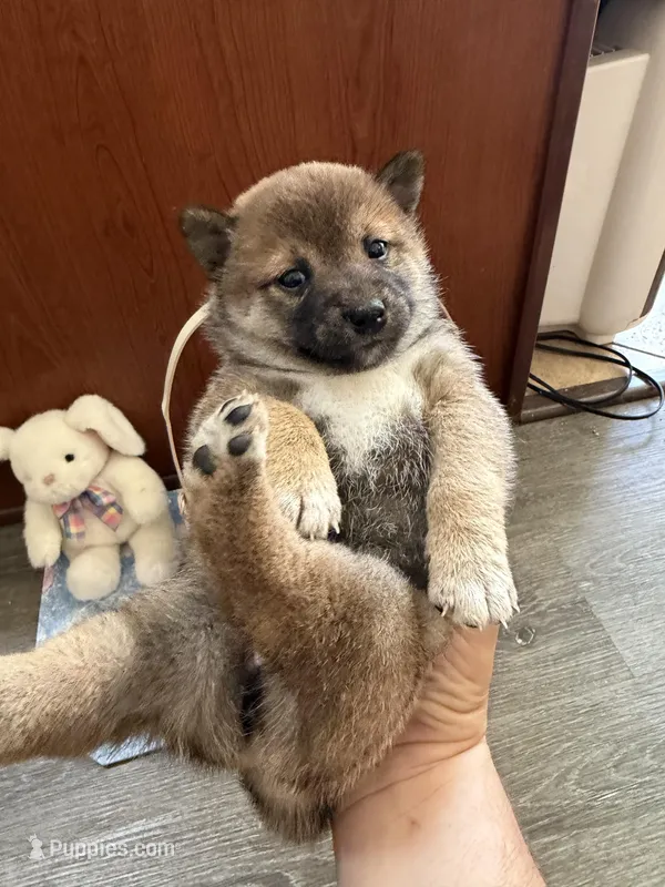 Hana – Shiba Inu puppy for sale in Mesa, AZ